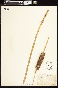 Typha latifolia image