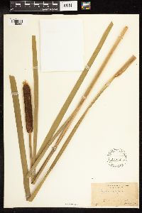 Typha latifolia image