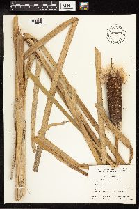 Typha latifolia image
