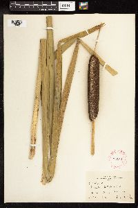 Typha latifolia image
