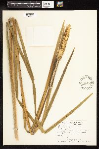Typha latifolia image