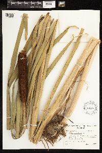 Typha latifolia image