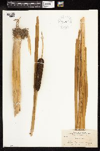 Typha latifolia image