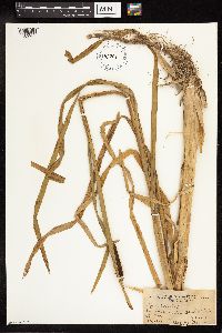 Typha latifolia image