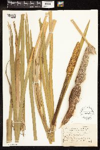 Typha latifolia image