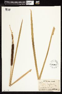 Typha latifolia image