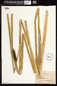 Typha latifolia image
