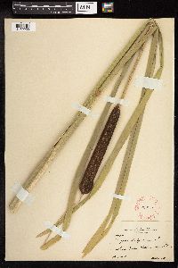 Typha latifolia image