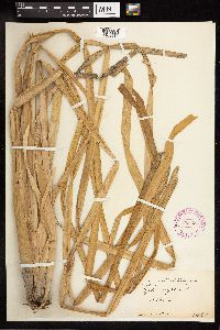 Typha latifolia image
