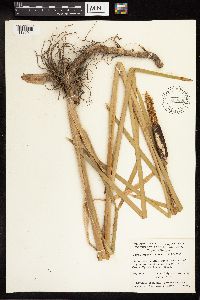 Typha latifolia image