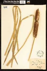 Typha latifolia image