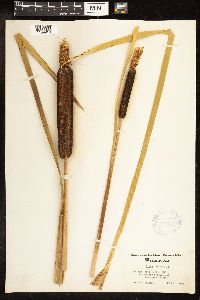 Typha latifolia image