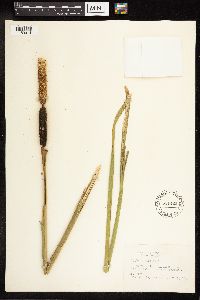 Typha latifolia image