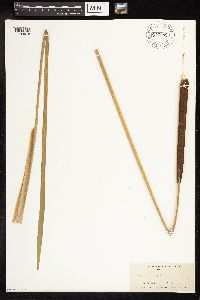 Typha latifolia image