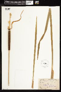 Typha latifolia image