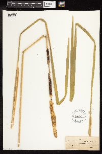 Typha latifolia image