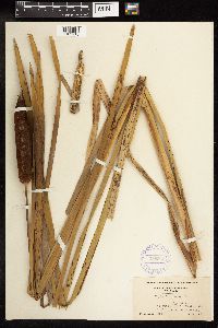 Typha latifolia image