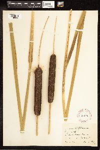 Typha latifolia image