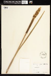 Typha latifolia image