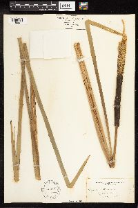 Typha latifolia image