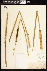 Typha latifolia image