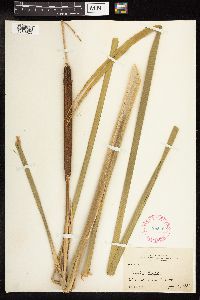 Typha latifolia image