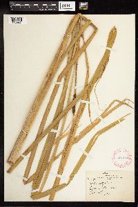 Typha latifolia image