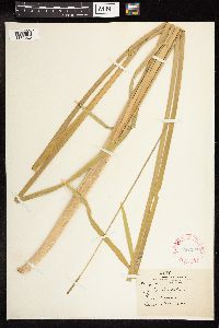 Typha latifolia image