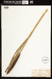 Typha latifolia image