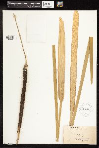 Typha latifolia image