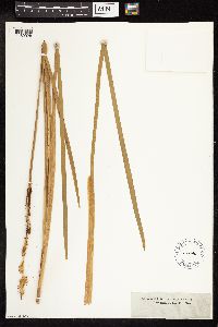 Typha latifolia image