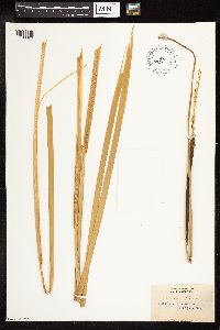 Typha latifolia image