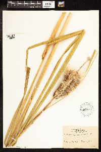 Typha latifolia image