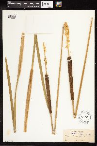 Typha latifolia image