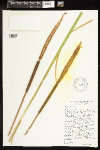 Typha latifolia image