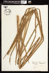 Typha latifolia image