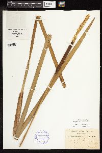 Typha latifolia image