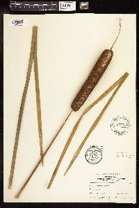 Typha latifolia image