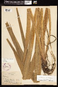 Typha latifolia image