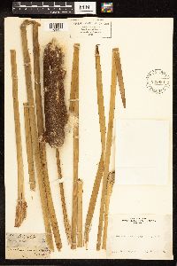 Typha latifolia image