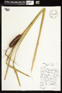 Typha latifolia image