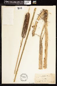 Typha latifolia image