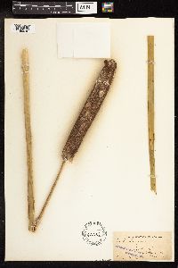 Typha latifolia image
