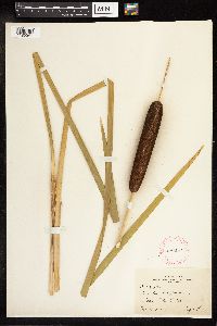 Typha latifolia image