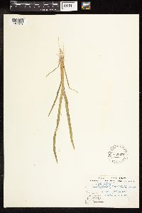 Typha latifolia image