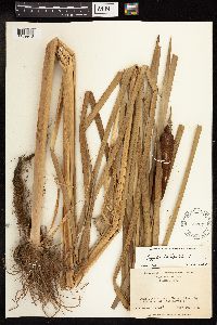 Typha latifolia image