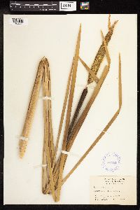 Typha latifolia image
