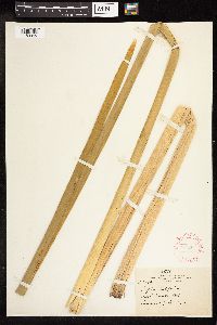 Typha latifolia image