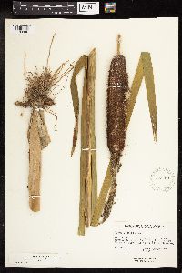 Typha latifolia image