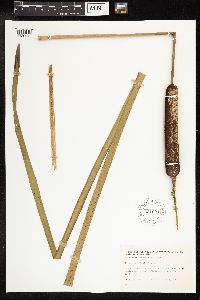 Typha latifolia image